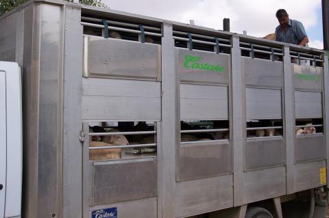 image Camión de transporte de ovejas
