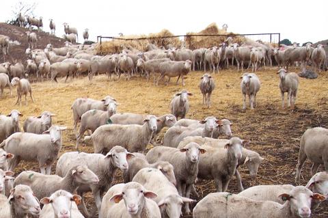 image Cercado de ovejas