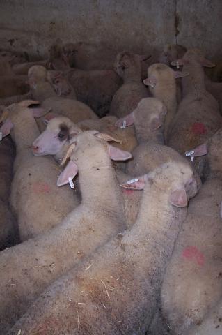 image Cercado de ovejas