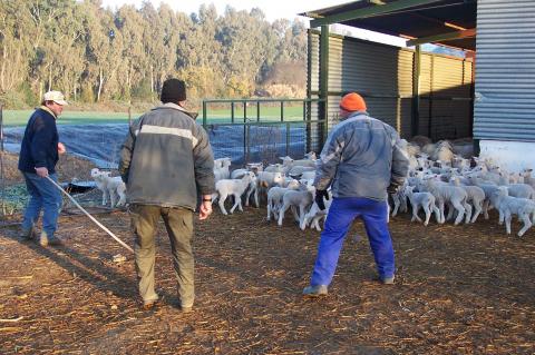 image Cercando ovejas