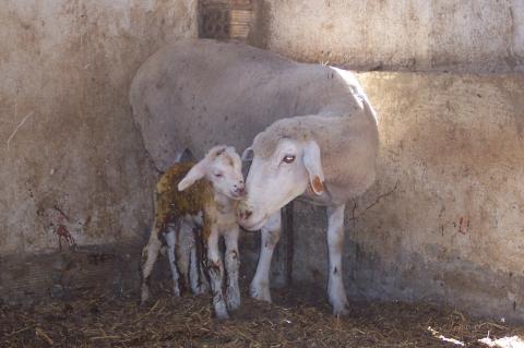 image Cordero y oveja