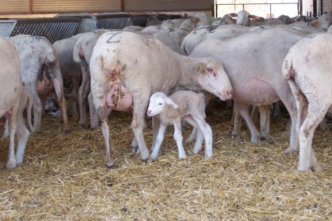 image Cordero y oveja