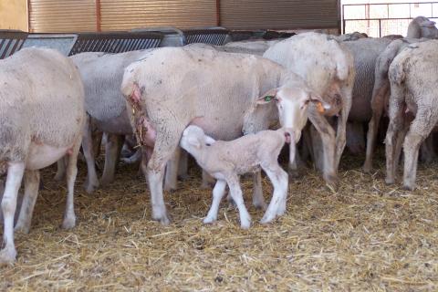 image Cordero y oveja