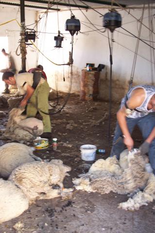 image Esquilando, panorámica