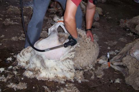 image Esquilando, detalle