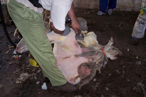 image Esquilando, detalle