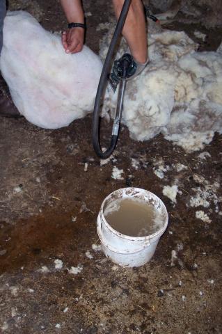 image Esquilando, detalle