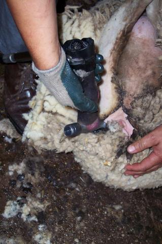 image Esquilando, detalle