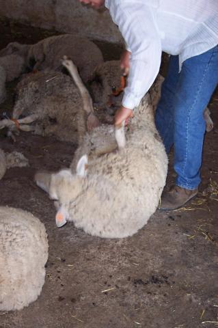 image Inmovilizando ovejas