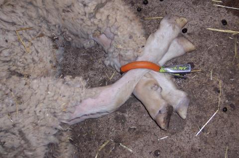 image Inmobilizando ovejas