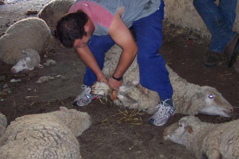 image Inmobilizando ovejas