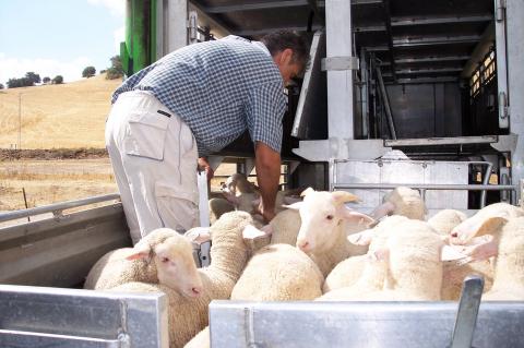 image Ovejas en ascensor