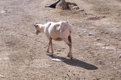 image Ovejas esquiladas