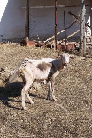 image Ovejas esquiladas