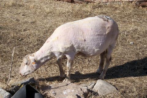 image Ovejas esquiladas