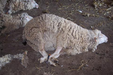 image Ovejas inmobilizadas para esquilar