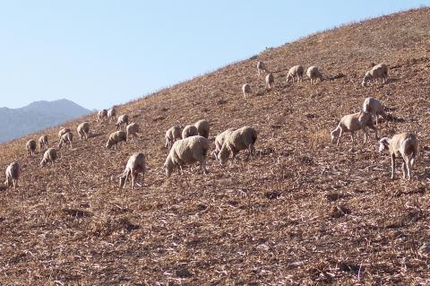 image Ovejas pastando en campo abierto