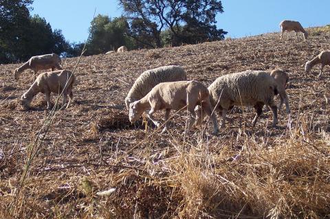 image Ovejas pastando en campo abierto