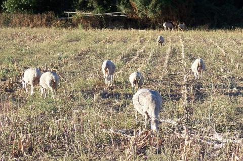 image Ovejas pastando en cercado