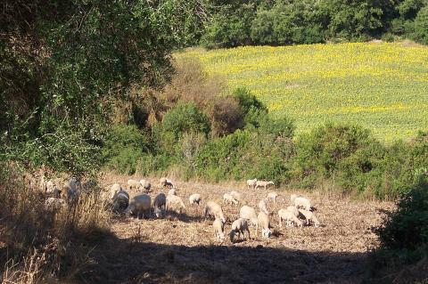image Ovejas pastando en cercado