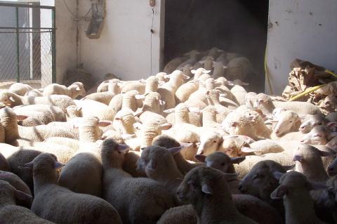 image Ovejas saliendo del corral