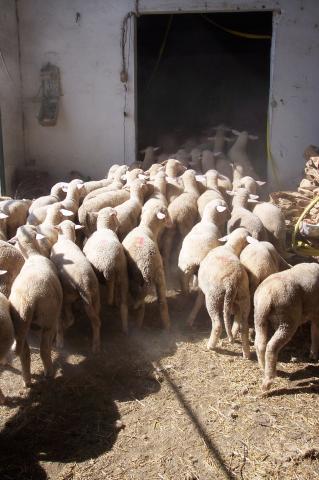 image Ovejas saliendo del corral