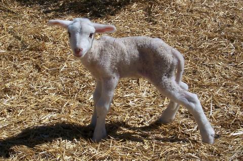 image Primer plano de cordero