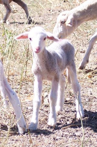 image Primer plano de cordero