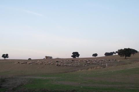 image Rebaño de ovejas