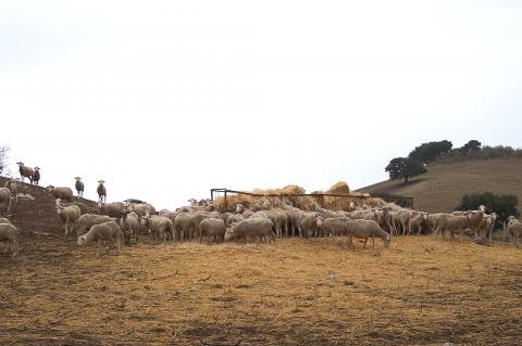 image Rebaño de ovejas
