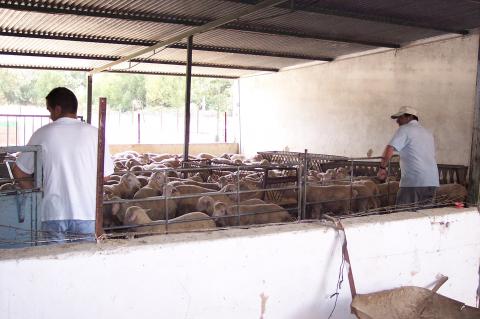 image Vallando ovejas