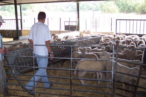 image Vallando ovejas