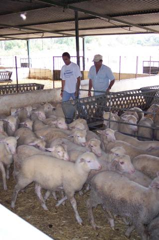 image Vallando ovejas