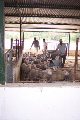 image Vallando ovejas