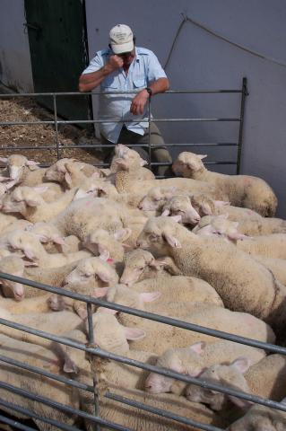 image Vallando ovejas