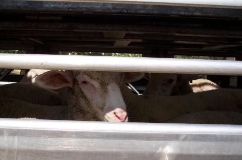 image Ovejas en transporte