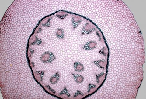 image Rizoma de monocotiledónea