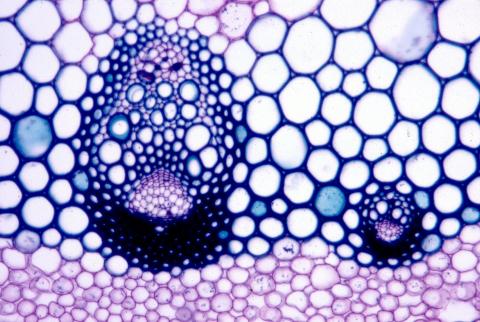 image Vasos conductores