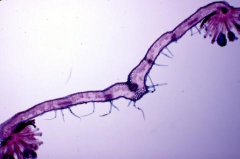 image Hoja de helecho