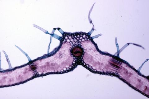 image Hoja de helecho