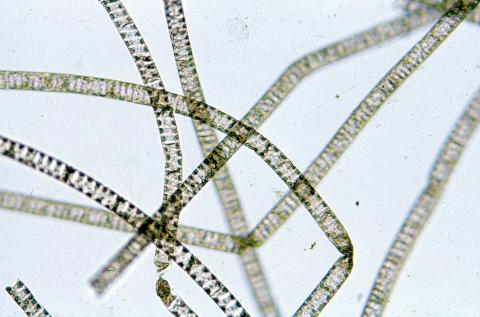 image Spirogyra