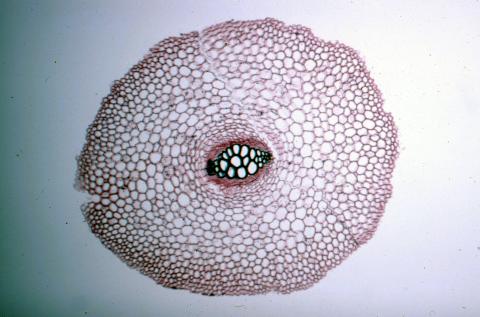 image Raiz de Osmunda