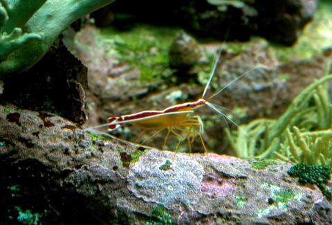 image Gamba limpiadora