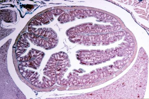 image Tubo digestivo