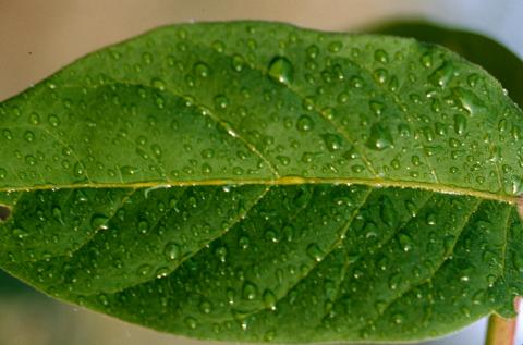 image Gotas de rocío