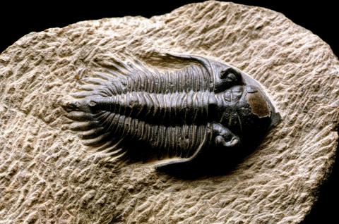 image Trilobites