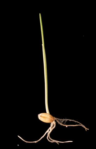 image Germinación del trigo