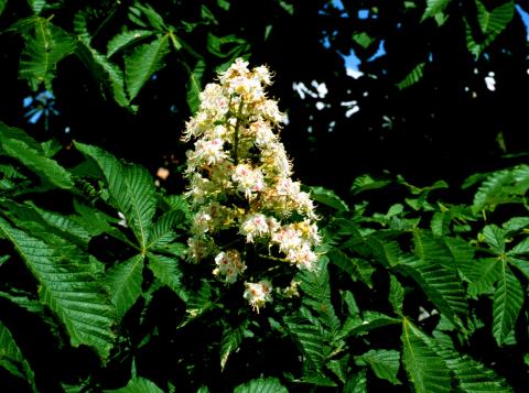 image Castaño de indias