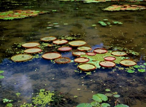 image Victoria regia