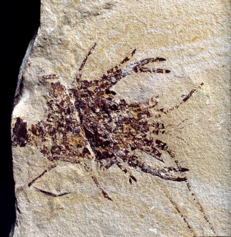 image Fósil de cangrejo